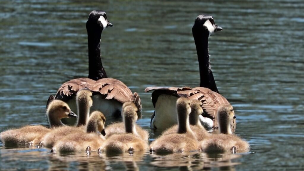 Voorbeelden rouwadvertenties familie gratis als PDF downloaden